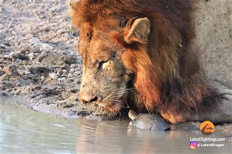 獅子喝水|獅